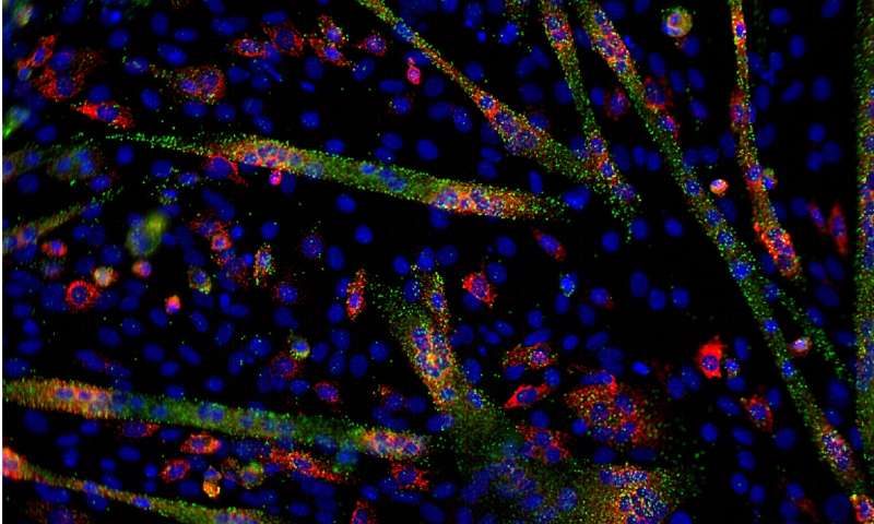 MicroRNA and mRNA visualization