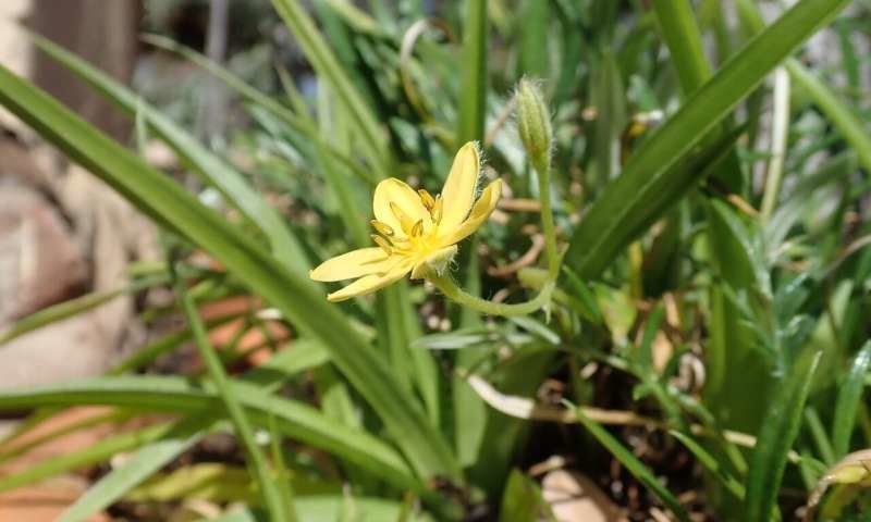 angustifolia