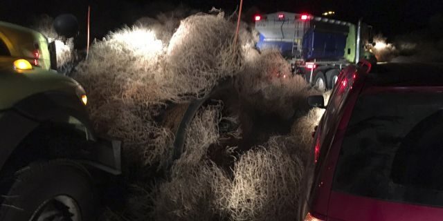 Click to enlarge Washington tumbleweeds