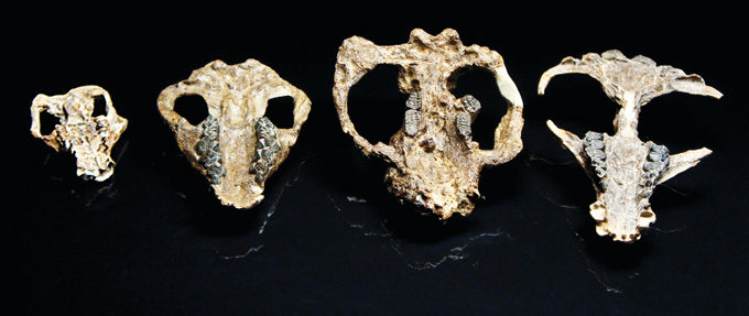 lucy fossil