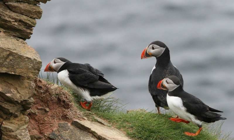 Click to enlarge puffin