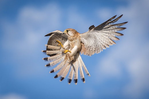 Click to enlarge The Hunt
