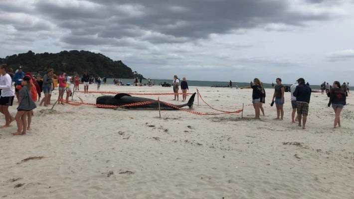 One of the dead whales had been cordoned off.