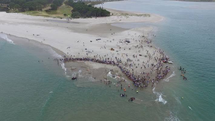 An aerial view of efforts to refloat the pilot whales that were found on the Matarangi Spit on Saturday.