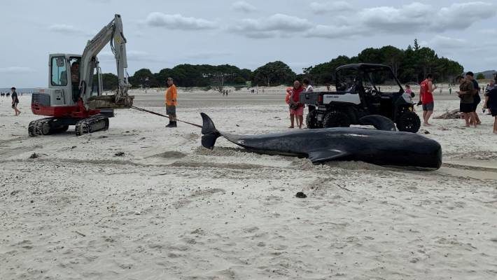 Click to enlarge A digger has been called into service at the Matarangi Spit whale stranding.