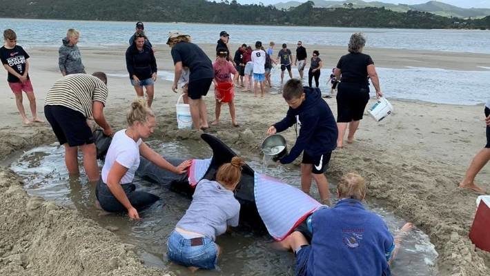 Locals working at the scene of the whale stranding