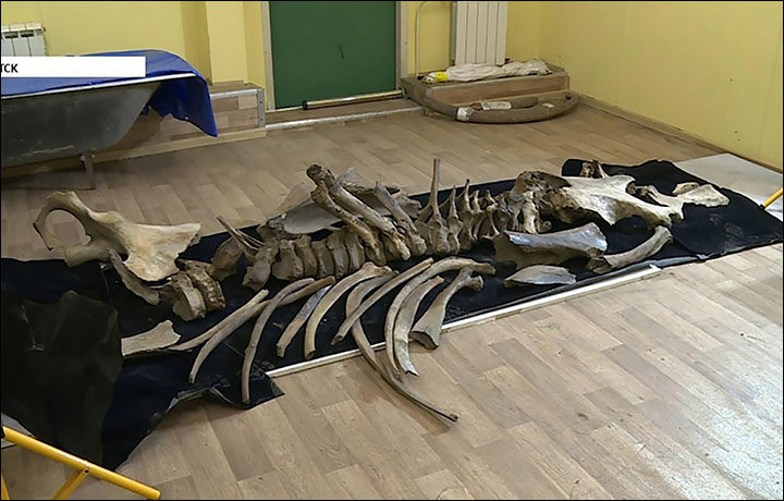Click to enlarge mammoth