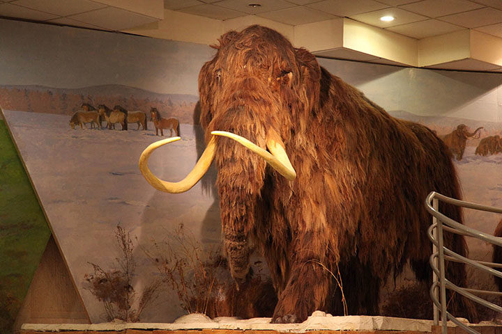 mammoth