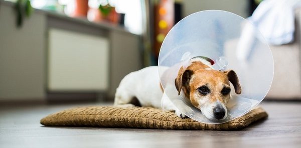 Click to enlarge Dog with cone