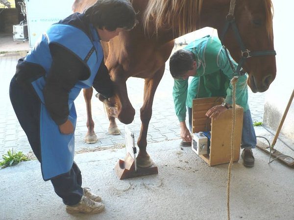 veterinarian evaluates horse