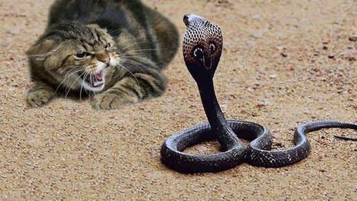 Click to enlarge Who will strike whom?