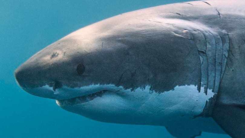 Click to enlarge shark