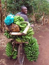 Man transporting bananas
