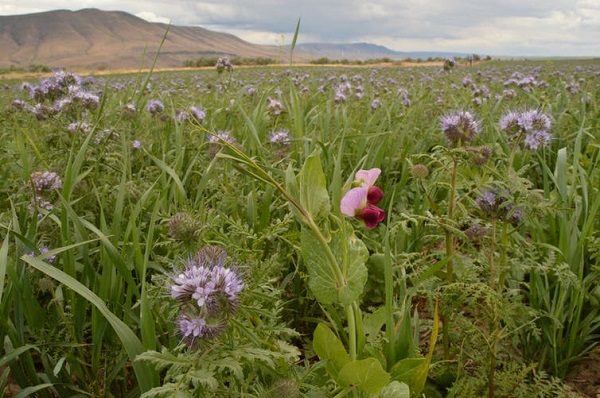 Click to enlarge Cover crops