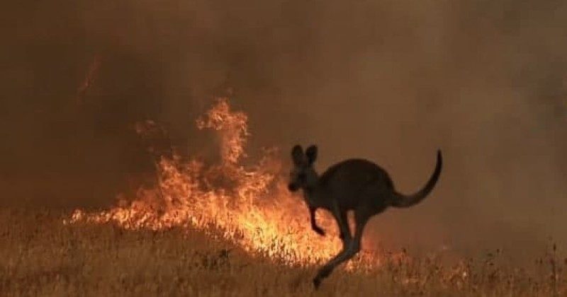 australia bushfire kangaroo