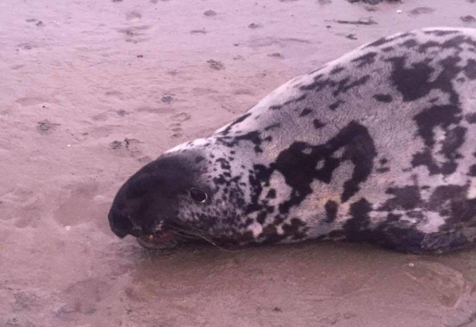 The male Hooded Seal was first seen at Toormore, Co Cork, on New Year's Day