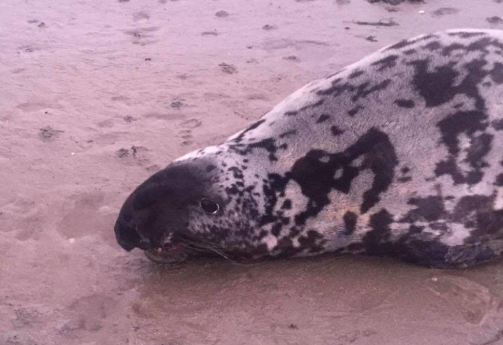 Click to enlarge The male Hooded Seal was first seen at Toormore, Co Cork, on New Year's Day