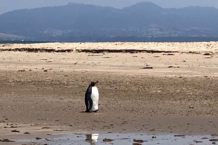 The penguin is in a healthy condition, experts say.