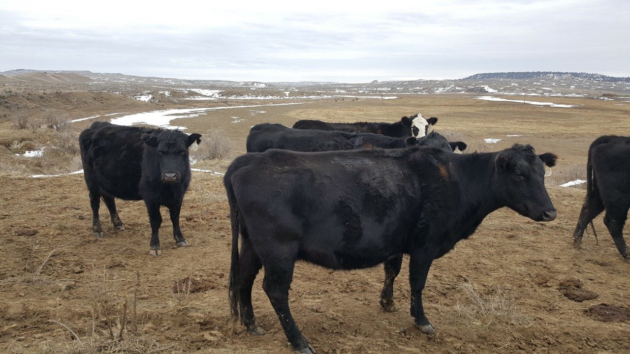 Montana Ranch cows