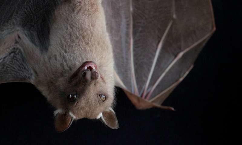 Click to enlarge bat fruit