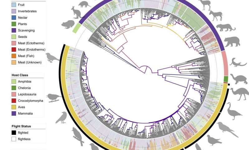 Click to enlarge phylosymbiosis