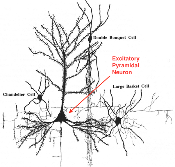 Click to enlarge pyramidal neuron