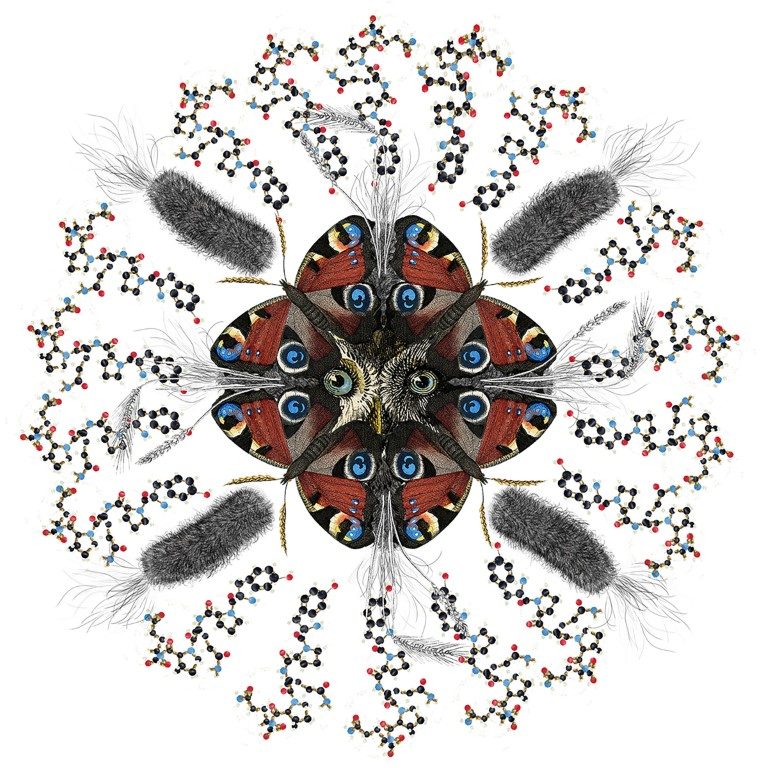 Click to enlarge bacterial proteins mimic gluten proteins