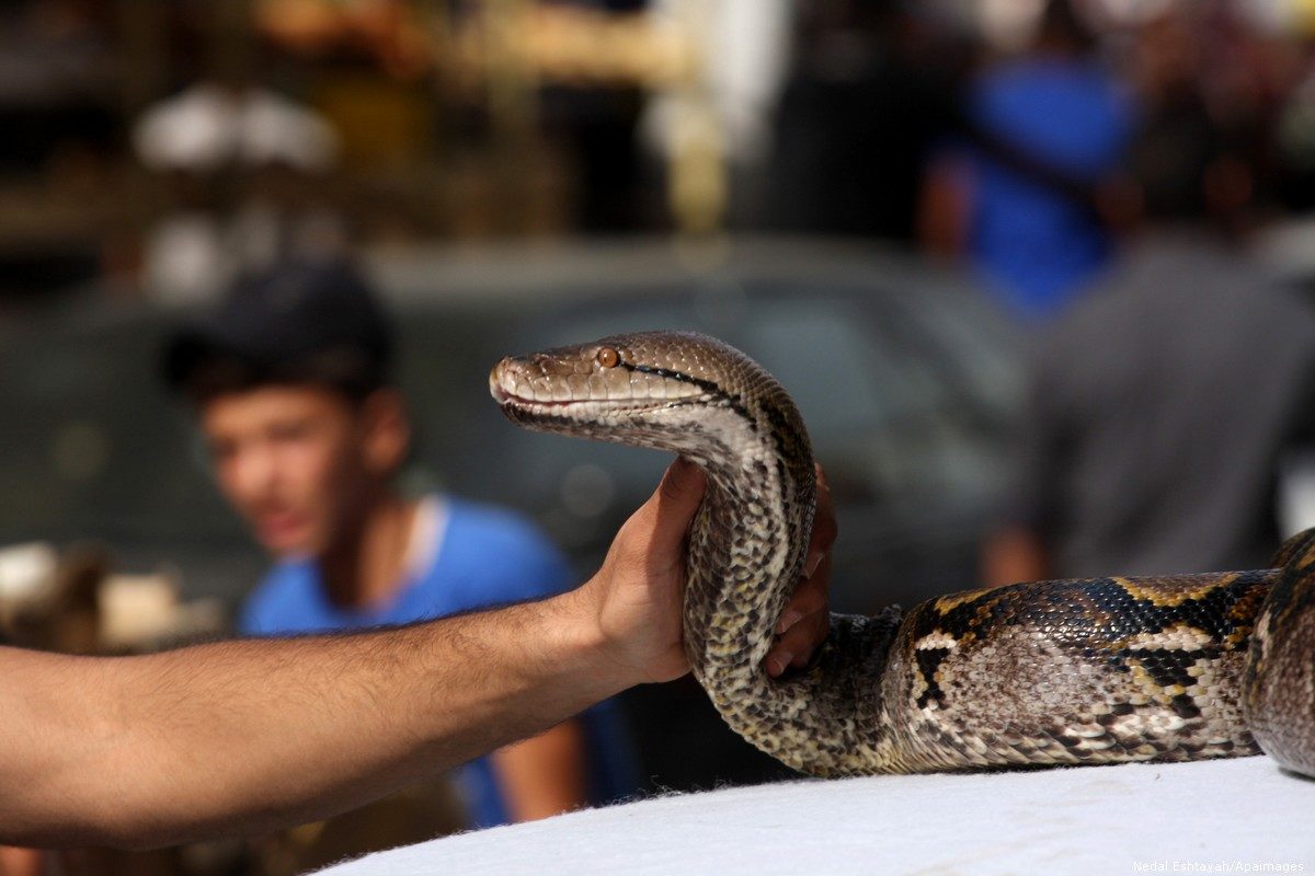 IDF soldier snake Palestinian