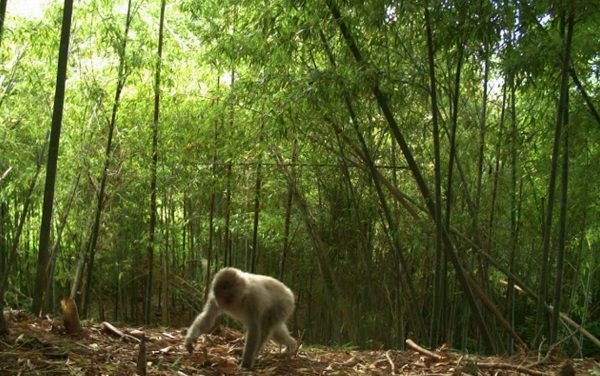 Fukushima monkey