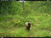 Click to enlarge Raccoon dog
