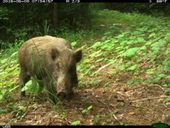Click to enlarge Wild boar