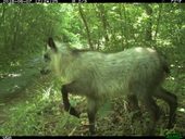 Click to enlarge Japanese serow