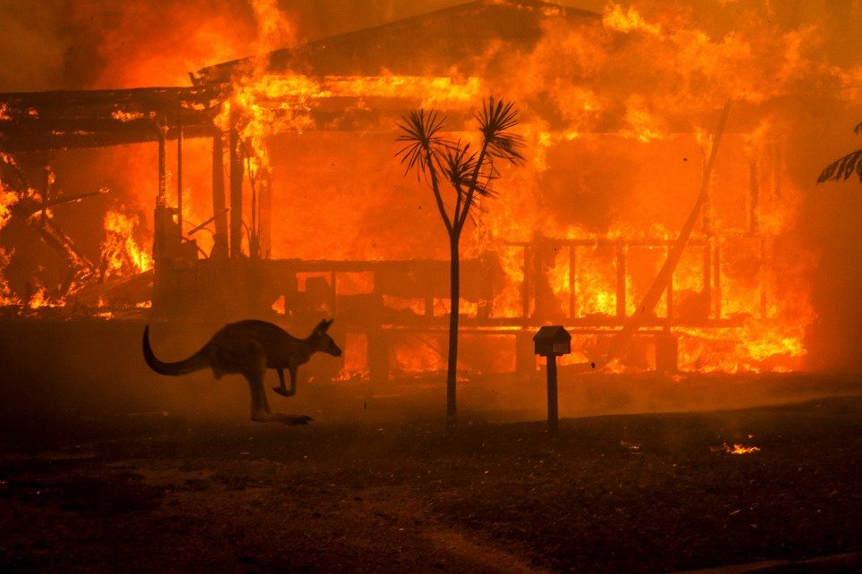 A kangaroo rushes past a burning house amid apocalyptic scenes in Conjola, New South Wales