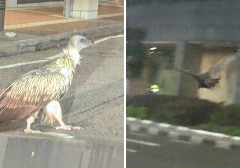 Himalayan griffon vulture spotted at Peck Seah Street in rare sighting