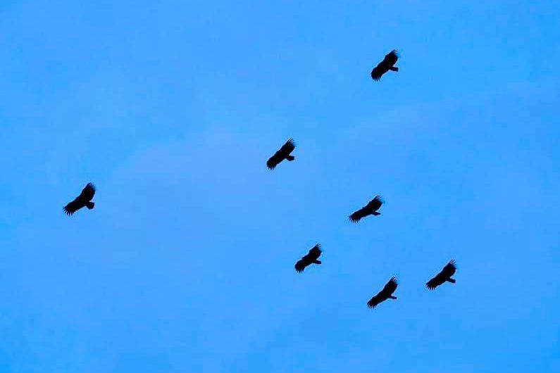A flock of vultures over Pinnacle@Duxton.