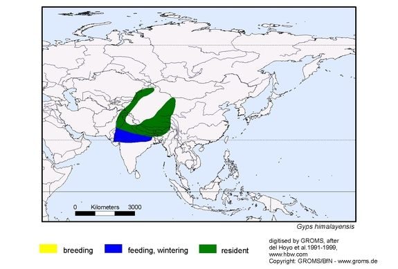 himalayan griffon vulture gyps himalayensis distribution map ..