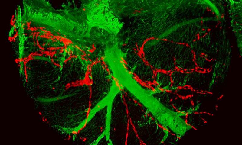 Click to enlarge lymphatic