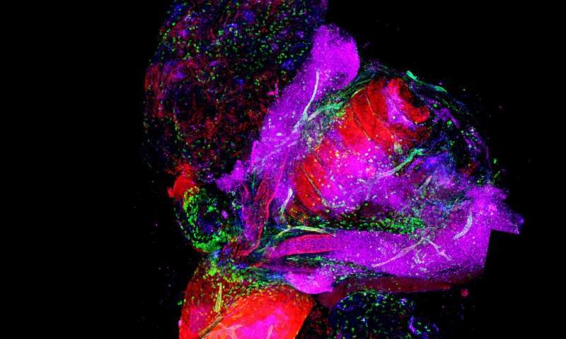 Click to enlarge lymphatic