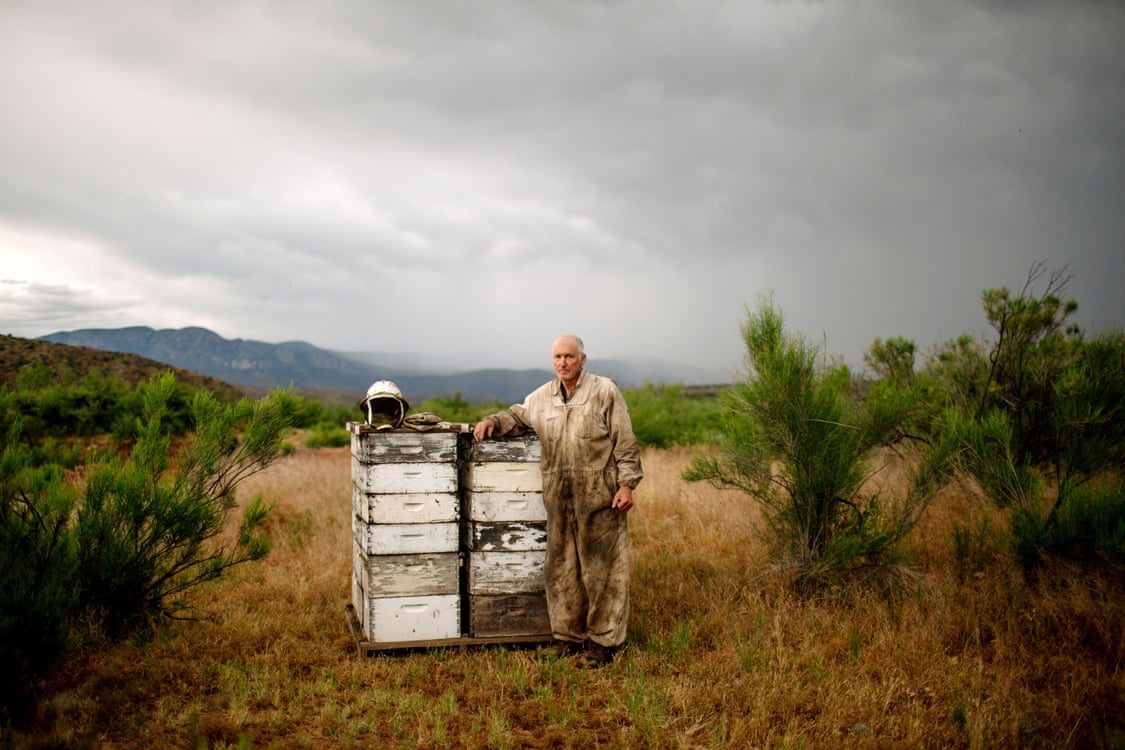 Click to enlarge Dennis Arp beehives AZ