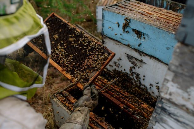 Click to enlarge Adam Arp beehives Arizona