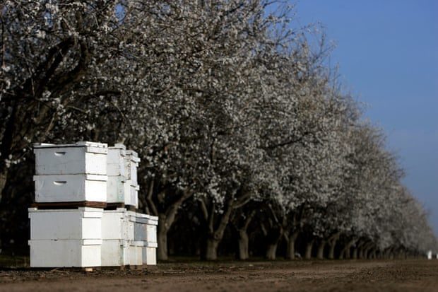 Click to enlarge Beehives California
