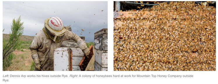 Click to enlarge Dennis Arp works his hives outside Rye