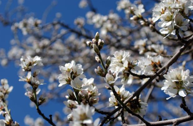 almond tree blooms Visalia California