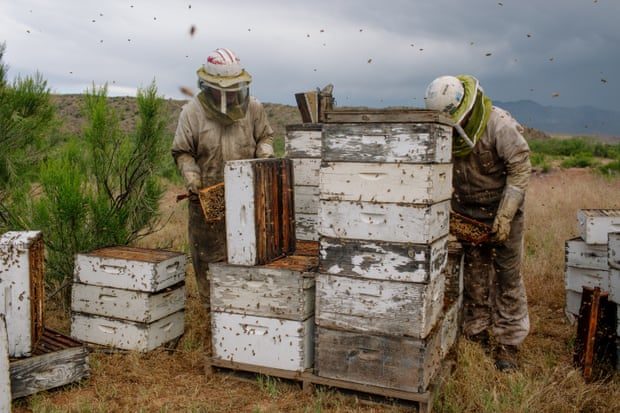 Click to enlarge Dennis Arp Bees