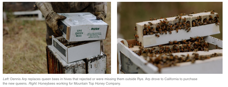 Click to enlarge honeybees