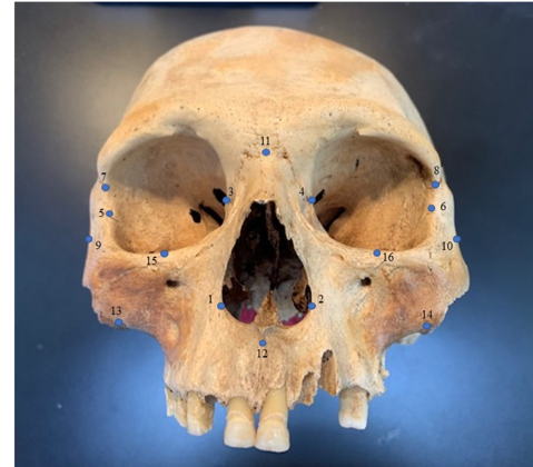 Click to enlarge skulls