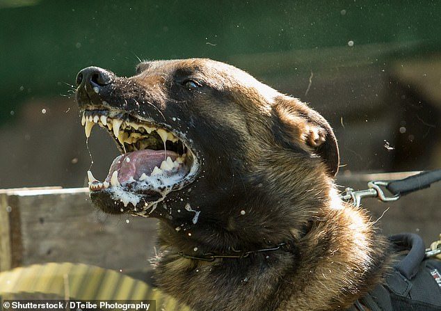 The Malinois-breed pet attacked and killed the woman inside a training pen in Switzerland. Swiss authorities have today confirmed that the woman bled to death due to the injuries caused by the dog [File photo]