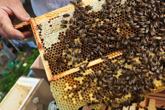 Click to enlarge bees