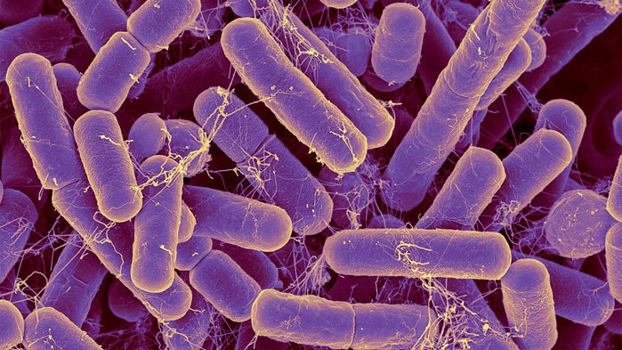 Click to enlarge bacteria