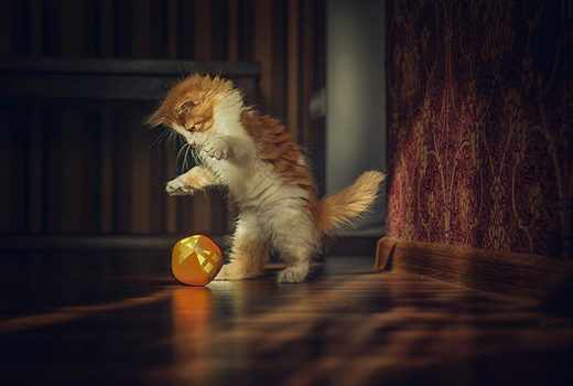 Click to enlarge Cat Aleksandr Boiko